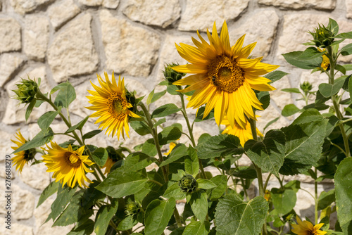 Blooming sunflowers against the background of a limestone wall