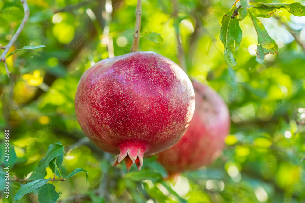 Ripe pomegranate fruits on a tree branch Ripe pomegranate fruits on a tree branch
