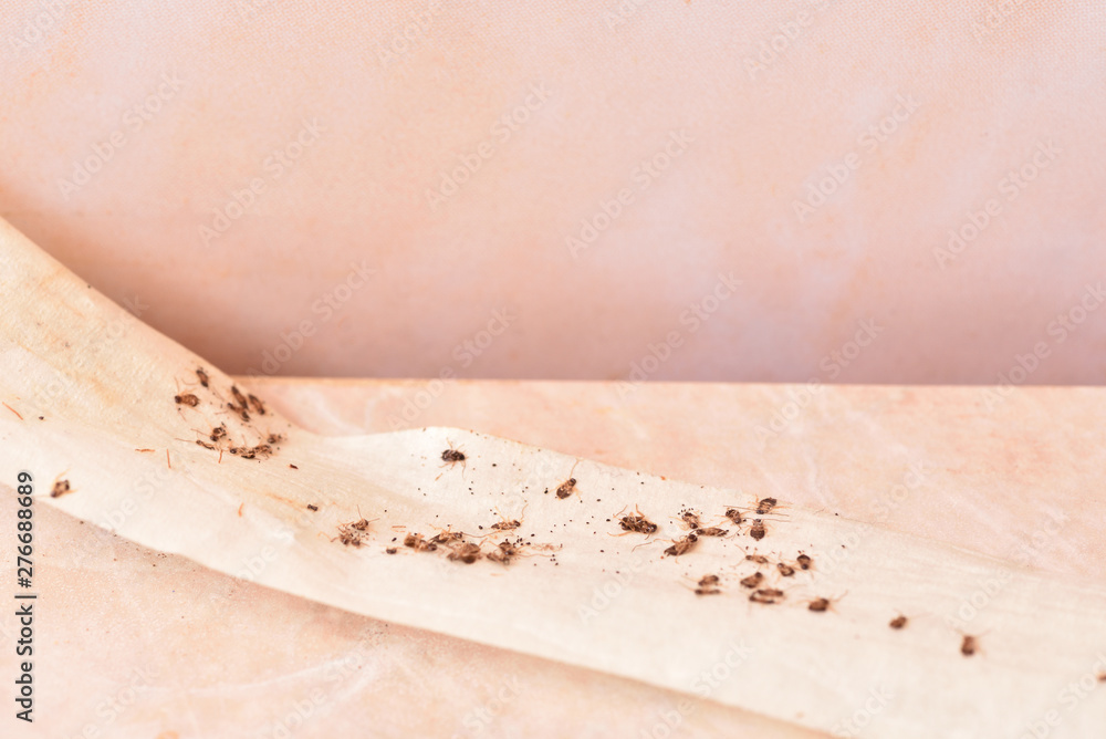 Domestic cockroaches stuck to the sticky tape covering all the cracks