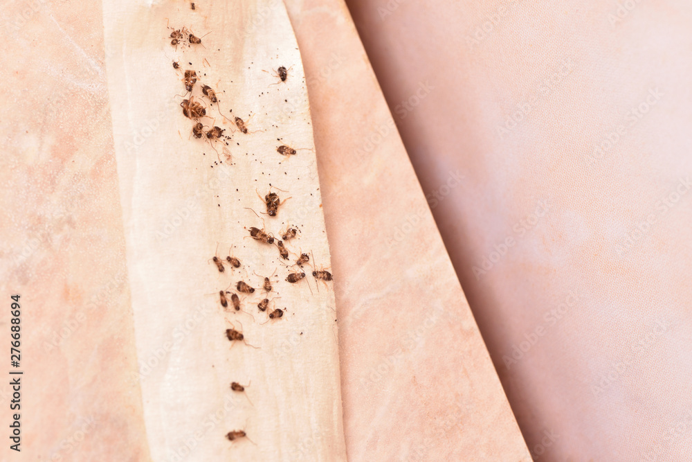 Domestic cockroaches stuck to the sticky tape covering all the cracks