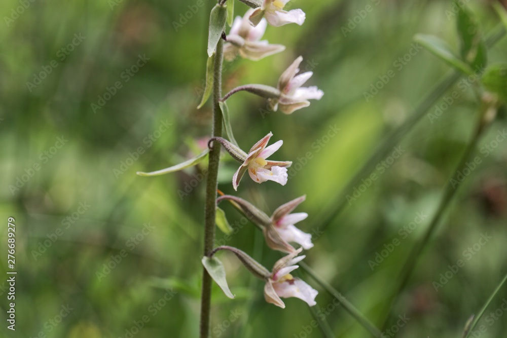 Flowers of a marsh helleborine, Epipactis palustris Flowers of a marsh helleborine, Epipactis palustris