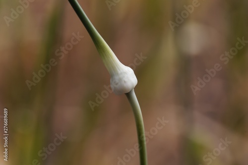 Detail of a garlic plant, Alium sativum