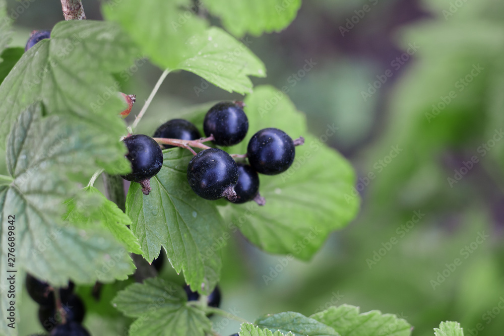 black currant grows on a branch in the garden, summer berries,