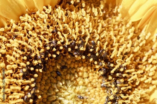 Sunflower  infested  with common pollen beetle, Brassicogethes aeneus photo