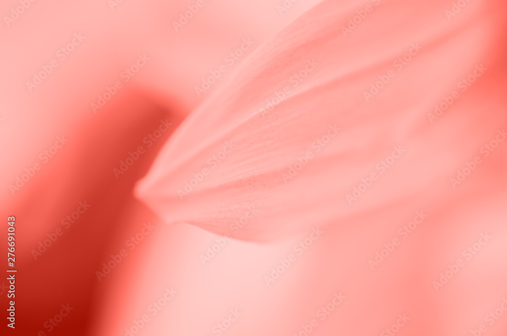 Close up of abstract coral color petal.