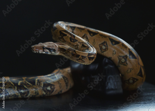 snake wrapped black skull on black background, Python settled and human skull, tongue sticking out