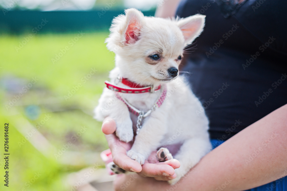 Cute chihuahua puppy on a female hand outside. On a background of green nature