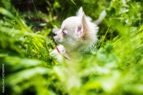 Funny puppy chihuahua walks in the green grass