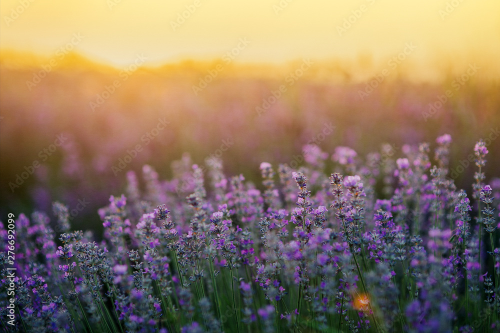 Obraz premium Lavender Fields at sunset
