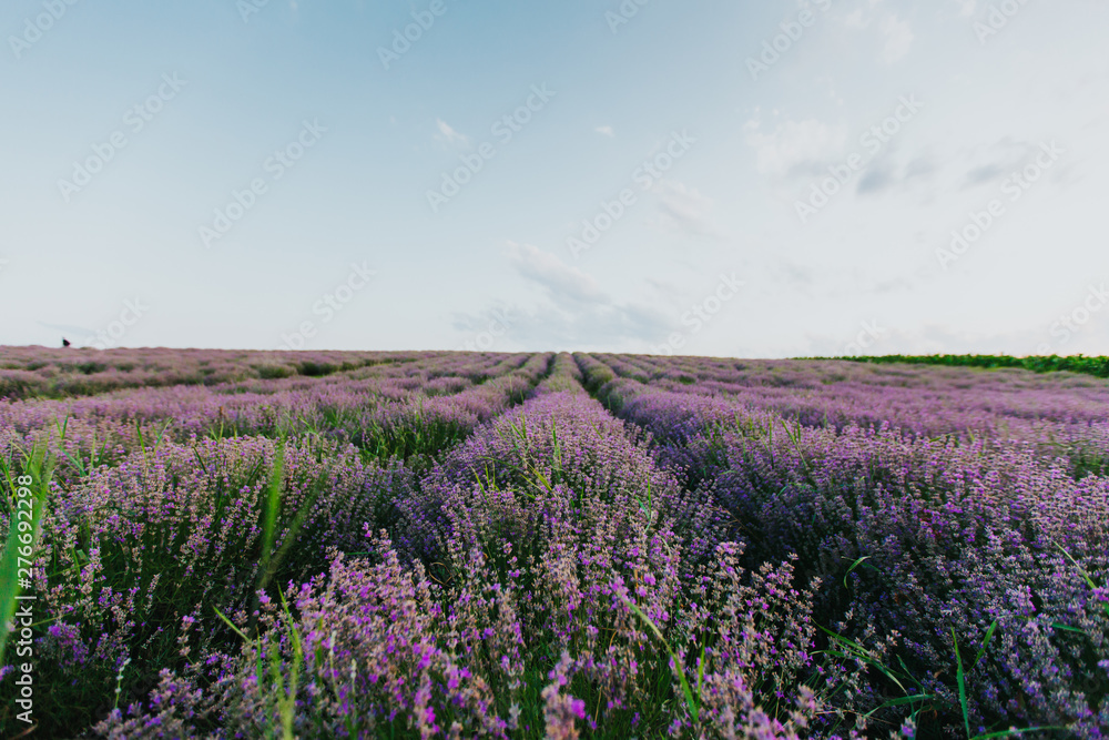 Obraz premium Lavender Fields at sunset