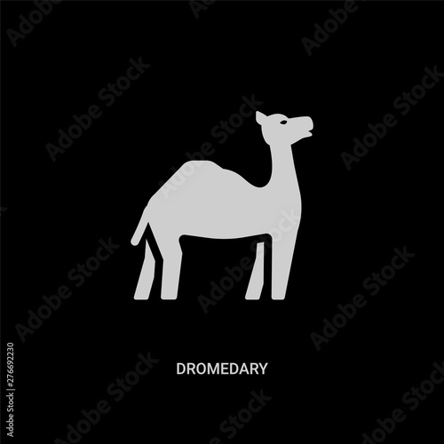 white dromedary vector icon on black background. modern flat dromedary from religion concept vector sign symbol can be use for web, mobile and logo.