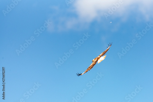 Buzzard in flight against the sky, Buteo rufinus