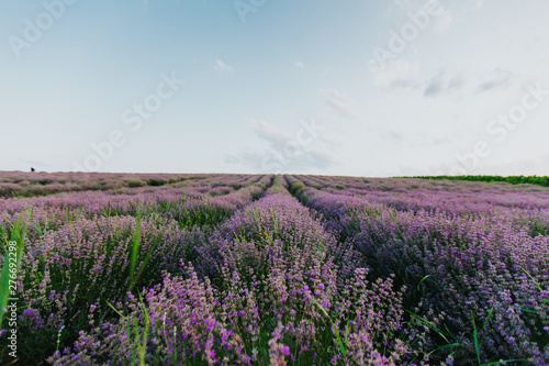 Lavender Fields at sunset