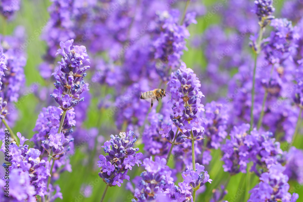 A Bee collecting pollen from lavender flowers in a bright summer meadow A Bee collecting pollen from lavender flowers in a bright summer meadow