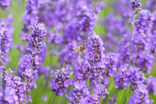 A Bee collecting pollen from lavender flowers in a bright summer meadow