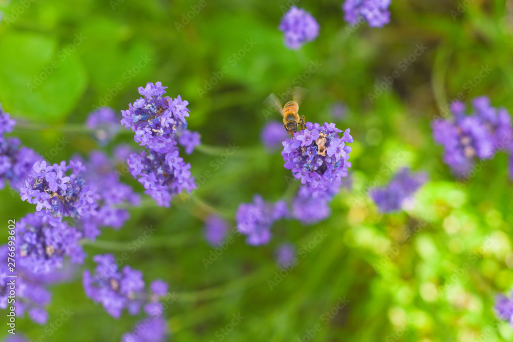 A Bee collecting pollen from lavender flowers in a bright summer meadow A Bee collecting pollen from lavender flowers in a bright summer meadow