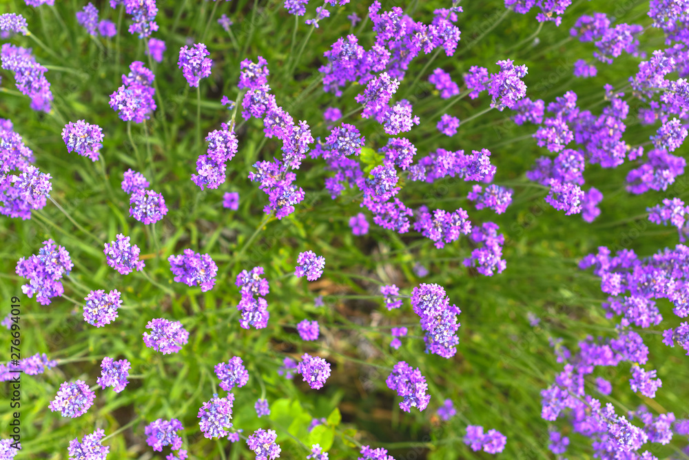 Fototapeta premium Lavender fields in close up detail, wild purple lavender flowers growing outside