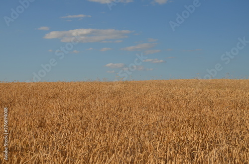 przenica  pola  rolnictwa  zboza  plon  lato  kaszka  farma  niebo  charakter  zbior  w  ro  lin  bl  kit  jedzenie  z    ty  krajobraz  kukurydza  z  ota  obszar  w wiejskich  bochenki  gras    ytni  hodowan