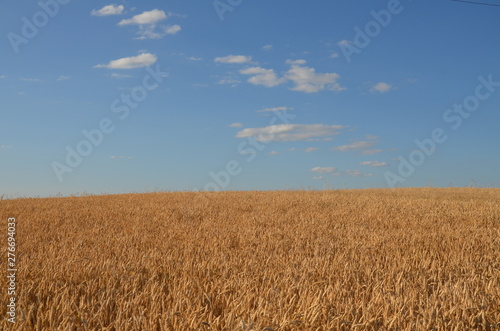przenica  pola  rolnictwa  zboza  plon  lato  kaszka  farma  niebo  charakter  zbior  w  ro  lin  bl  kit  jedzenie  z    ty  krajobraz  kukurydza  z  ota  obszar  w wiejskich  bochenki  gras    ytni  hodowan