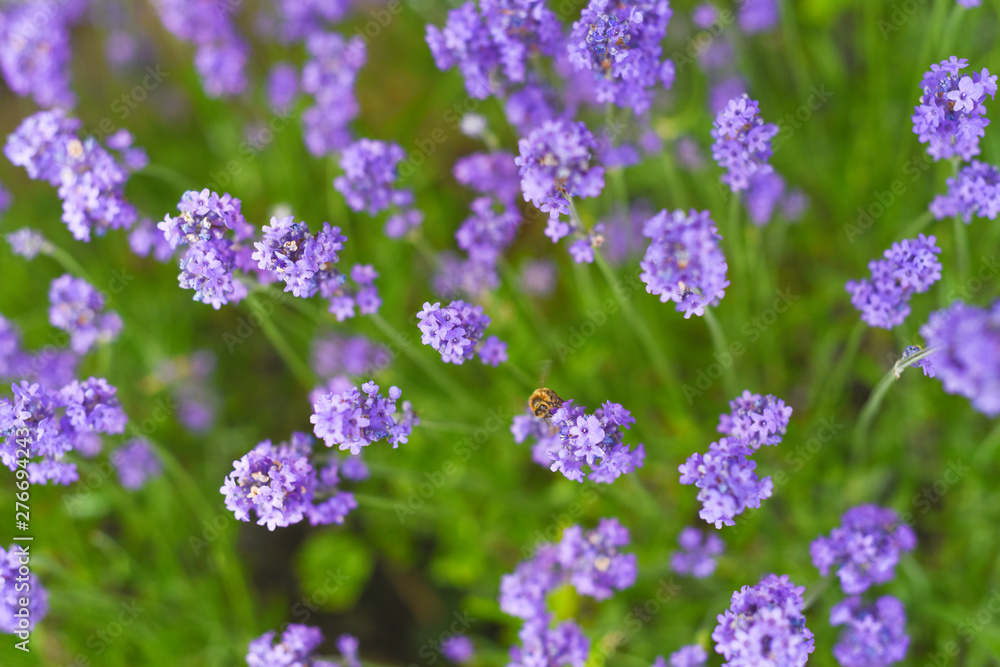 Lavender fields in close up detail, wild purple lavender flowers growing outside Lavender fields in close up detail, wild purple lavender flowers growing outside