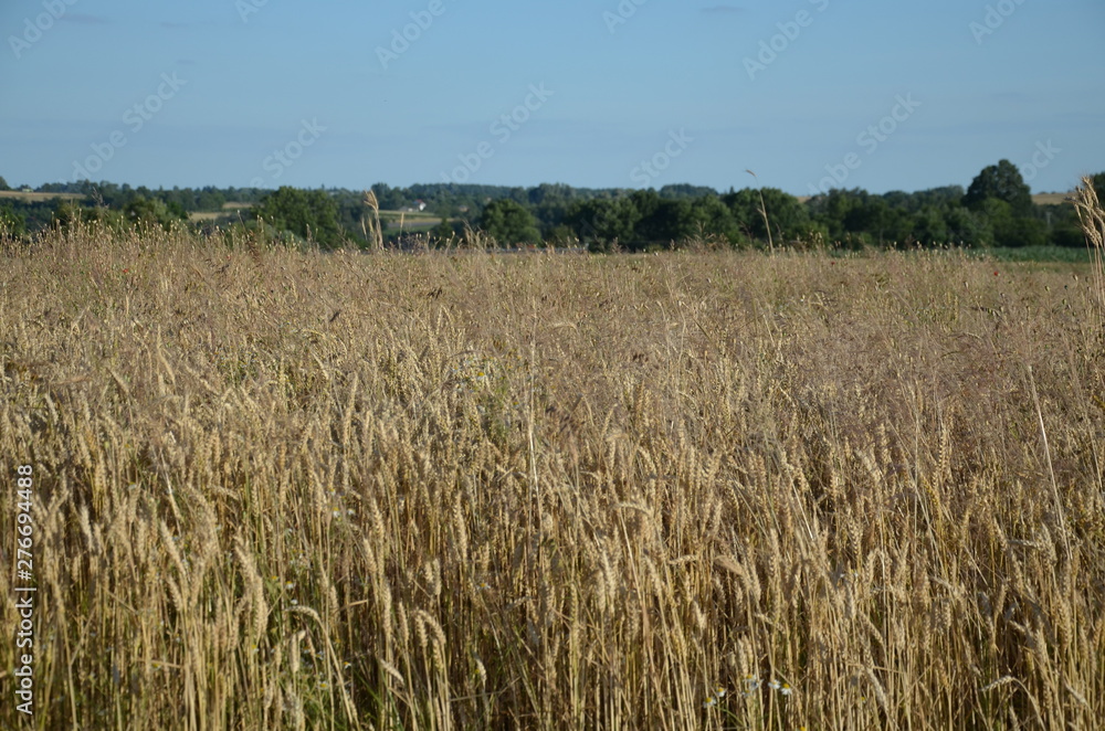 przenica, pola, rolnictwa, zboza, plon, lato, kaszka, farma, niebo, charakter, zbiorów, roślin, blękit, jedzenie, zółty, krajobraz, kukurydza, złota, obszarów wiejskich, bochenki, gras, żytni, hodowan