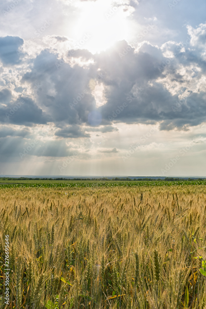 Fields of Golden wheat and green corn. Blue sky with feathery clouds and rays of the setting sun. Agriculture and farming concept. Vertically framed shot.