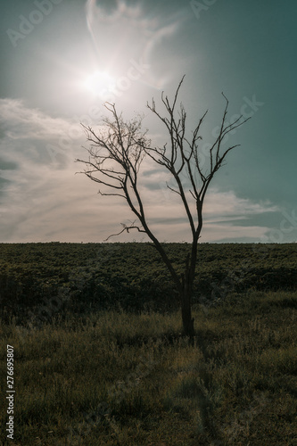 Tablou pe pânză A lifeless dry tree against the scorching sun and blue sky