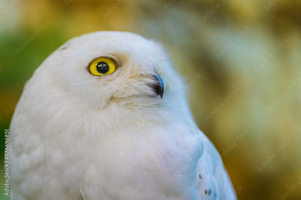 Close up to a portrait (head shot) of a passive Snowy Owl (Bubo scandiacus) showing it's mesmerising, wide-opened, yellow eyes and sitting on a post. Close up to a portrait (head shot) of a passive Snowy Owl (Bubo scandiacus) showing it's mesmerising, wide-opened, yellow eyes and sitting on a post.