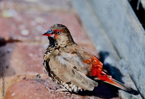 painted finch photo