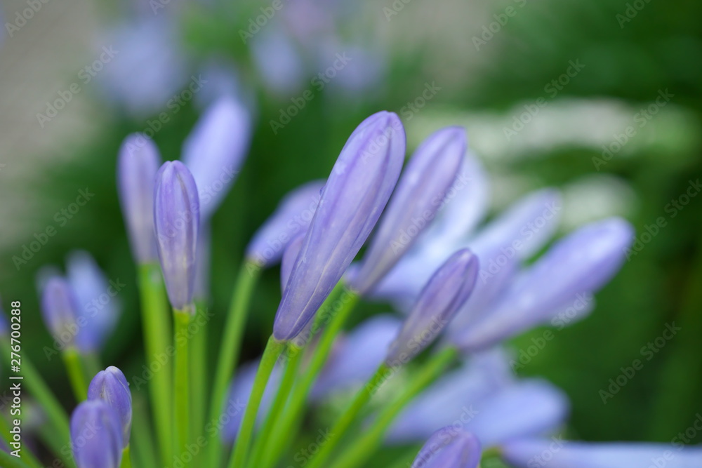 Closeup of Blue flowers of Agapanthus or African lily in the rain Closeup of Blue flowers of Agapanthus or African lily in the rain