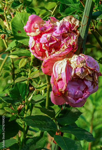 Verblühte Rosen noch am Strauch