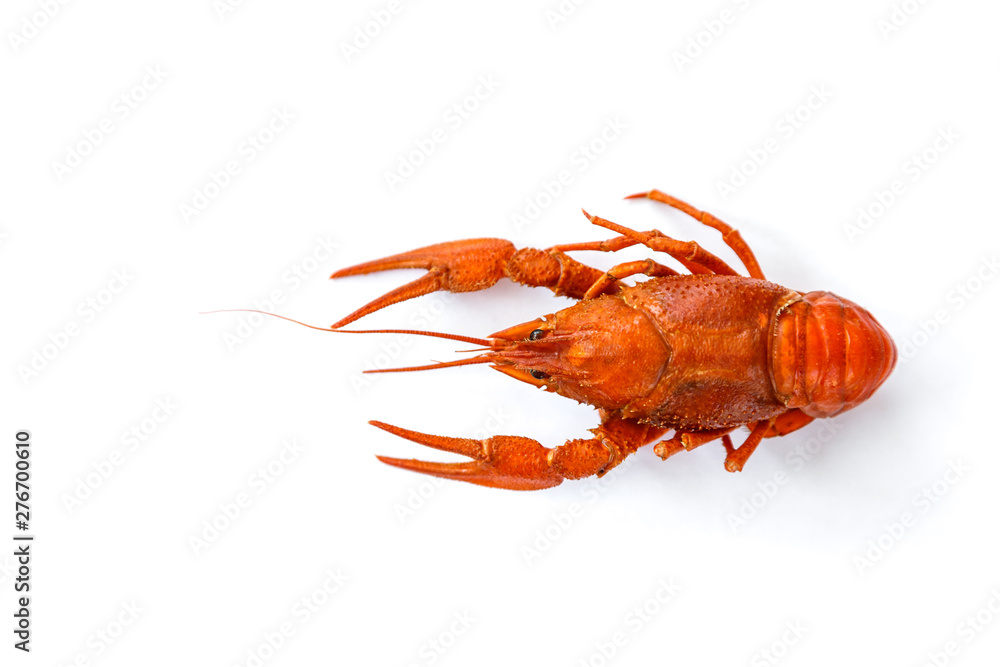 Boiled crawfish isolated on white. top view. Flat lay. Boiled crawfish isolated on white. top view. Flat lay.