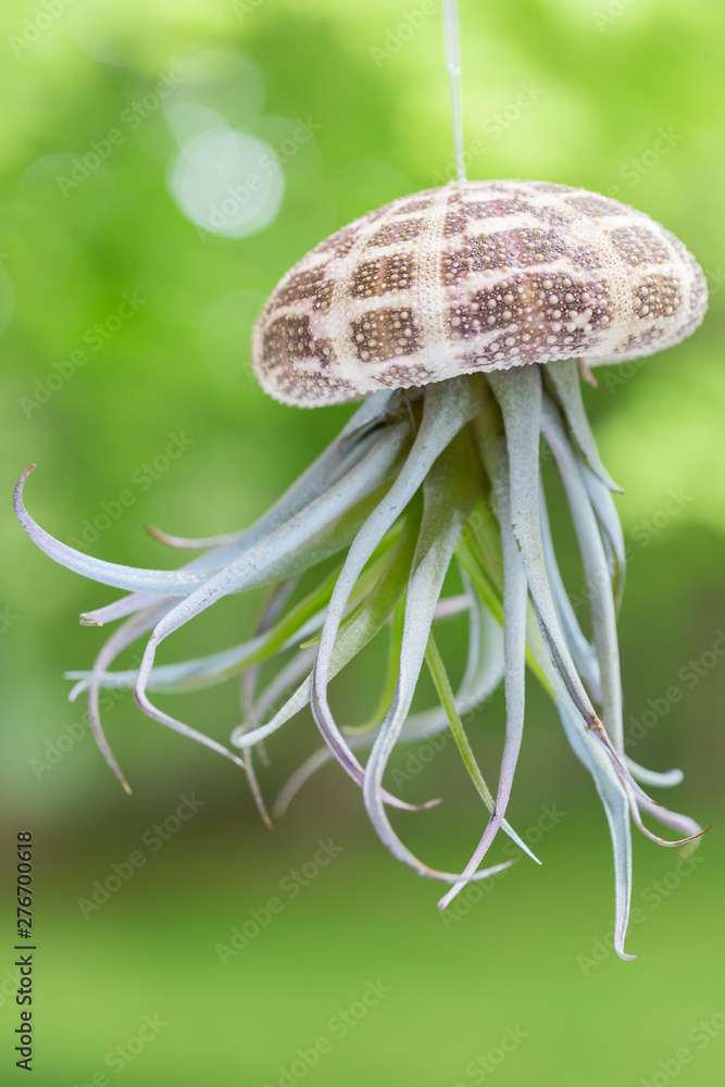 Fototapeta premium Air Plant