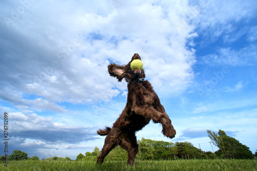 Jumping spaniel