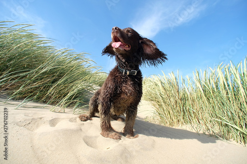 beach spaniel
