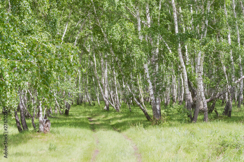 road to the green birch forest