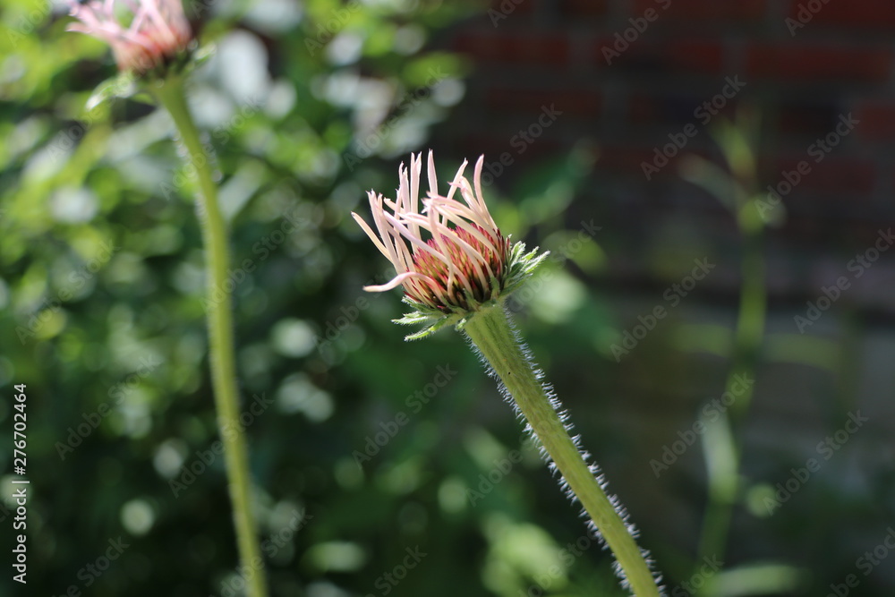 Young coneflower in summer forming pink petals, background and copy space Young coneflower in summer forming pink petals, background and copy space