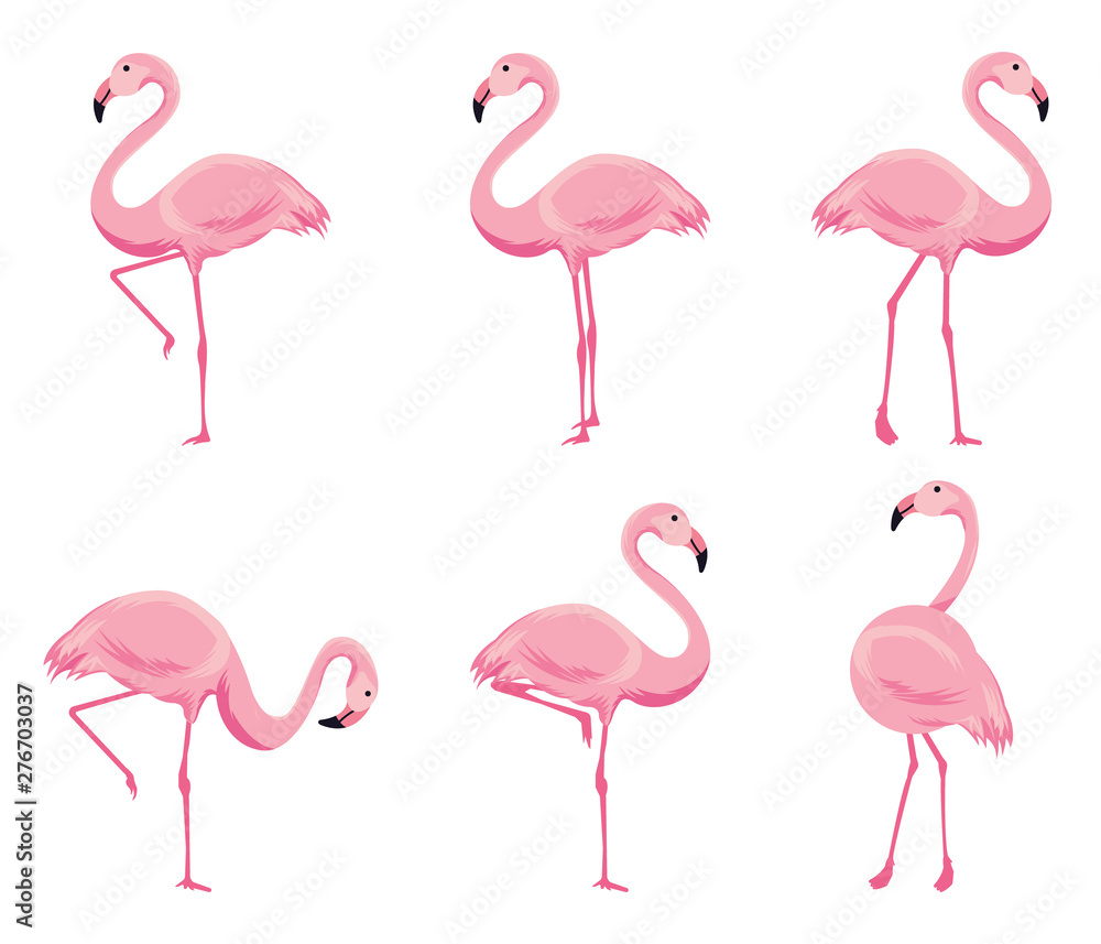 Cartoon pink flamingo vector set. Cute flamingos collection. Stock ...
