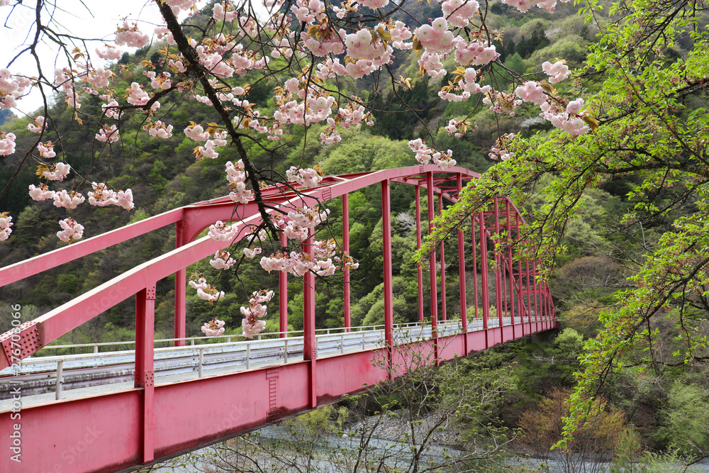 桶谷橋と桜(長野県大鹿村),sakura and okeya bridge,ooshika village,nagano prefecture,japan 桶谷橋と桜(長野県大鹿村),sakura and okeya bridge,ooshika village,nagano prefecture,japan