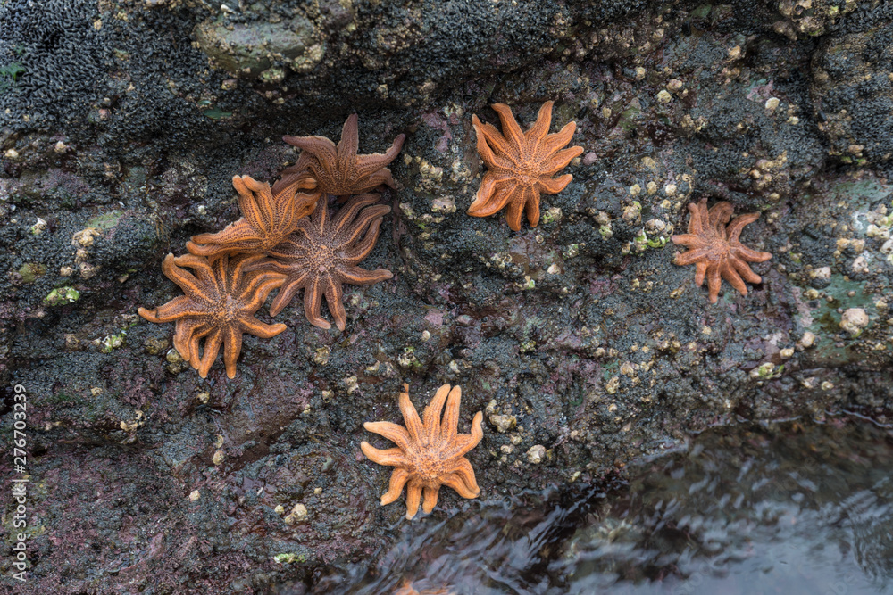 Some starfishes on a rock on the beach. Motukiekie bay point, west coast of New Zealand's South Island Some starfishes on a rock on the beach. Motukiekie bay point, west coast of New Zealand's South Island