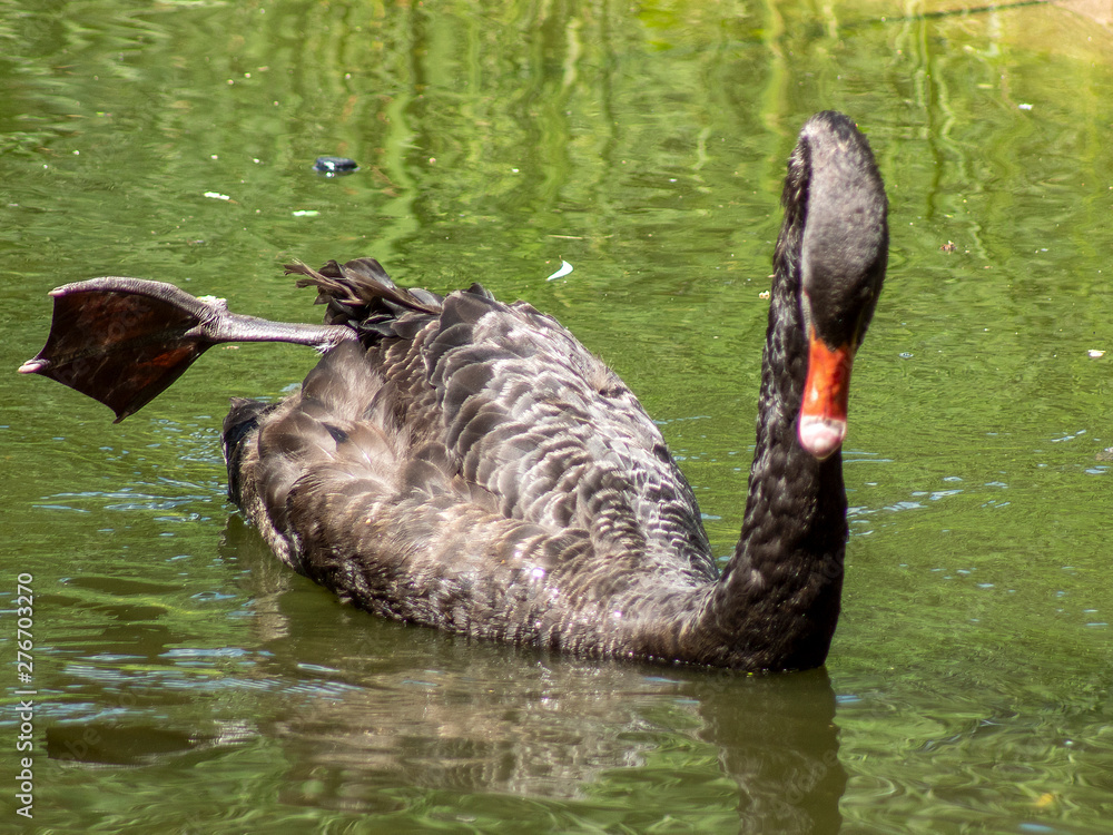 Fototapeta premium łabedź czarny