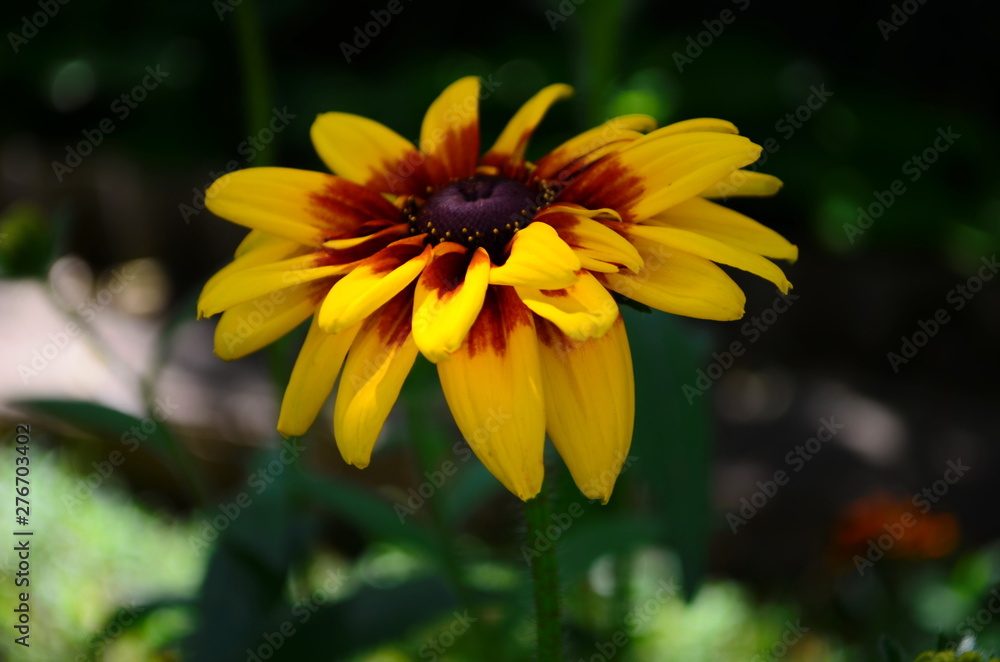Young flower Rudbeckia yellow in the garden Young flower Rudbeckia yellow in the garden