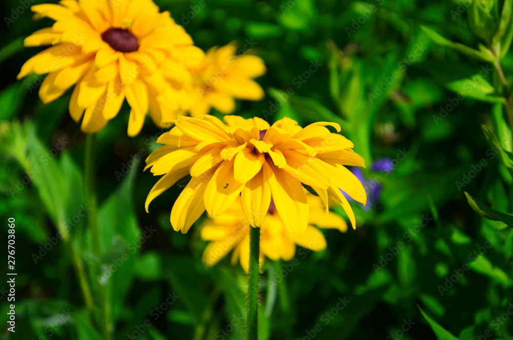 Young flower Rudbeckia yellow in the garden Young flower Rudbeckia yellow in the garden