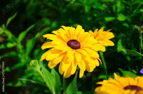 Young flower Rudbeckia yellow in the garden