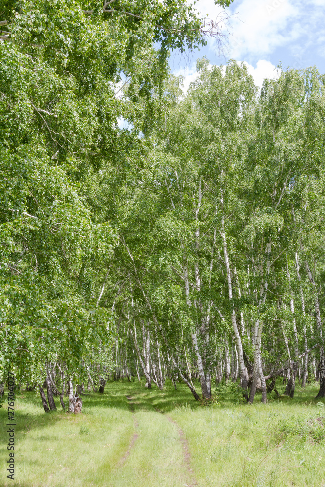 Obraz premium road to the birch forest