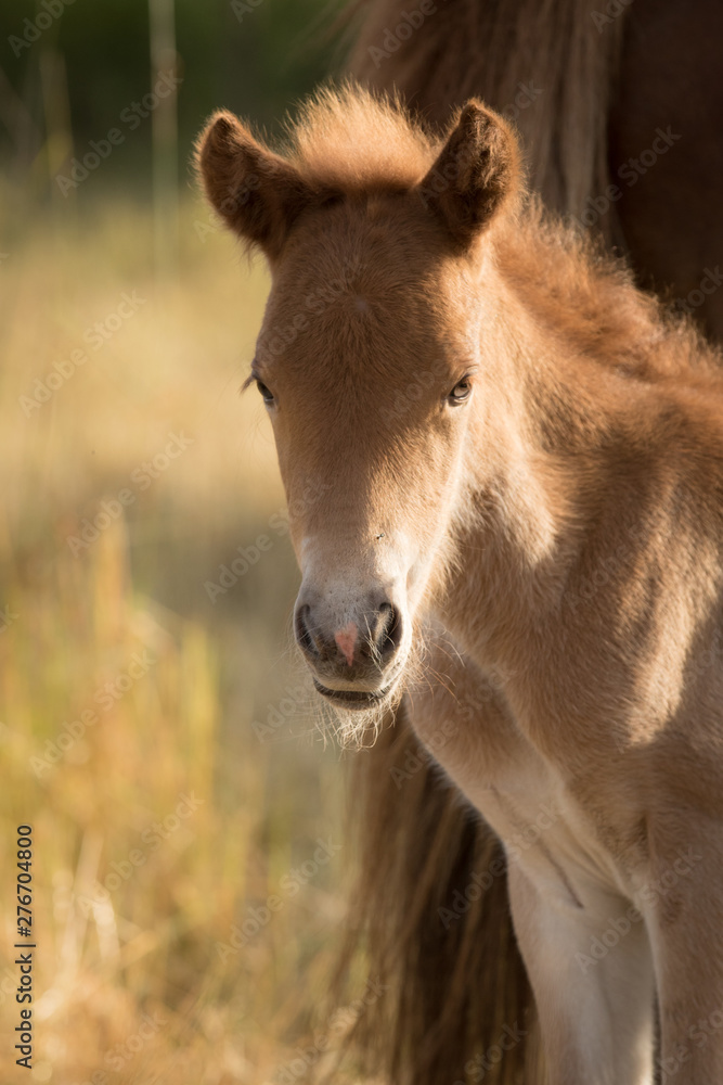 Obraz premium Zartes kleines Fohlen