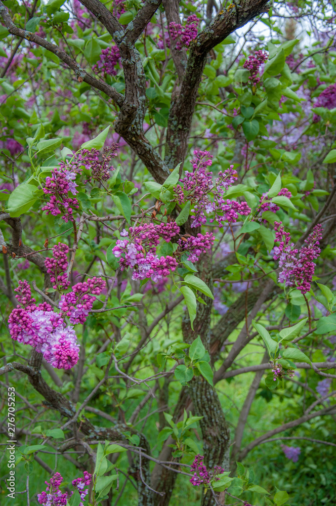 Fairy lilac tree blossom