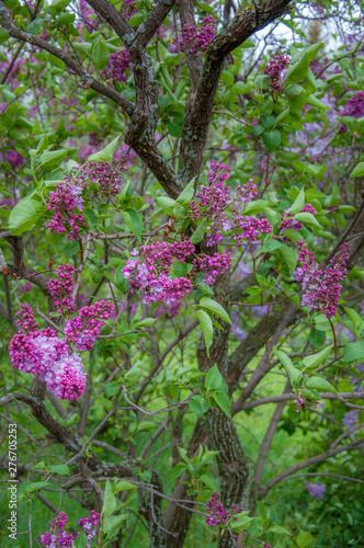 Fairy lilac tree blossom