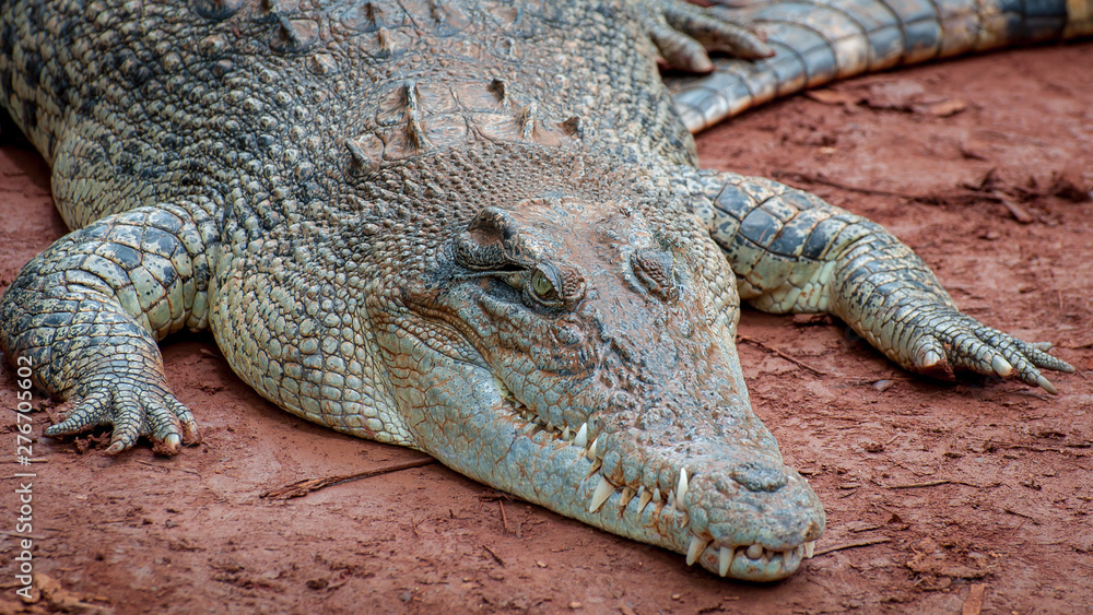 Fototapeta premium Crocodile close-up on the shore of the swamp.