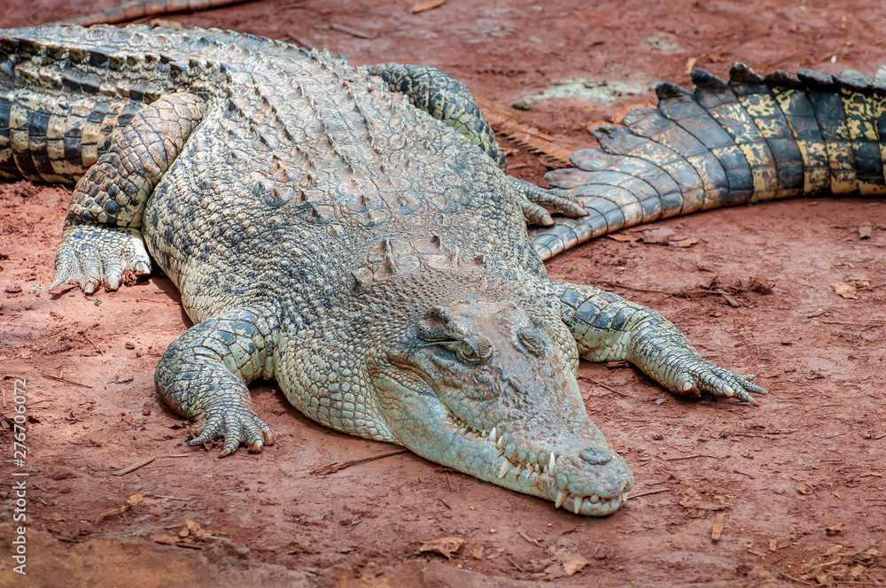 Fototapeta premium Crocodile close-up on the shore of the swamp.